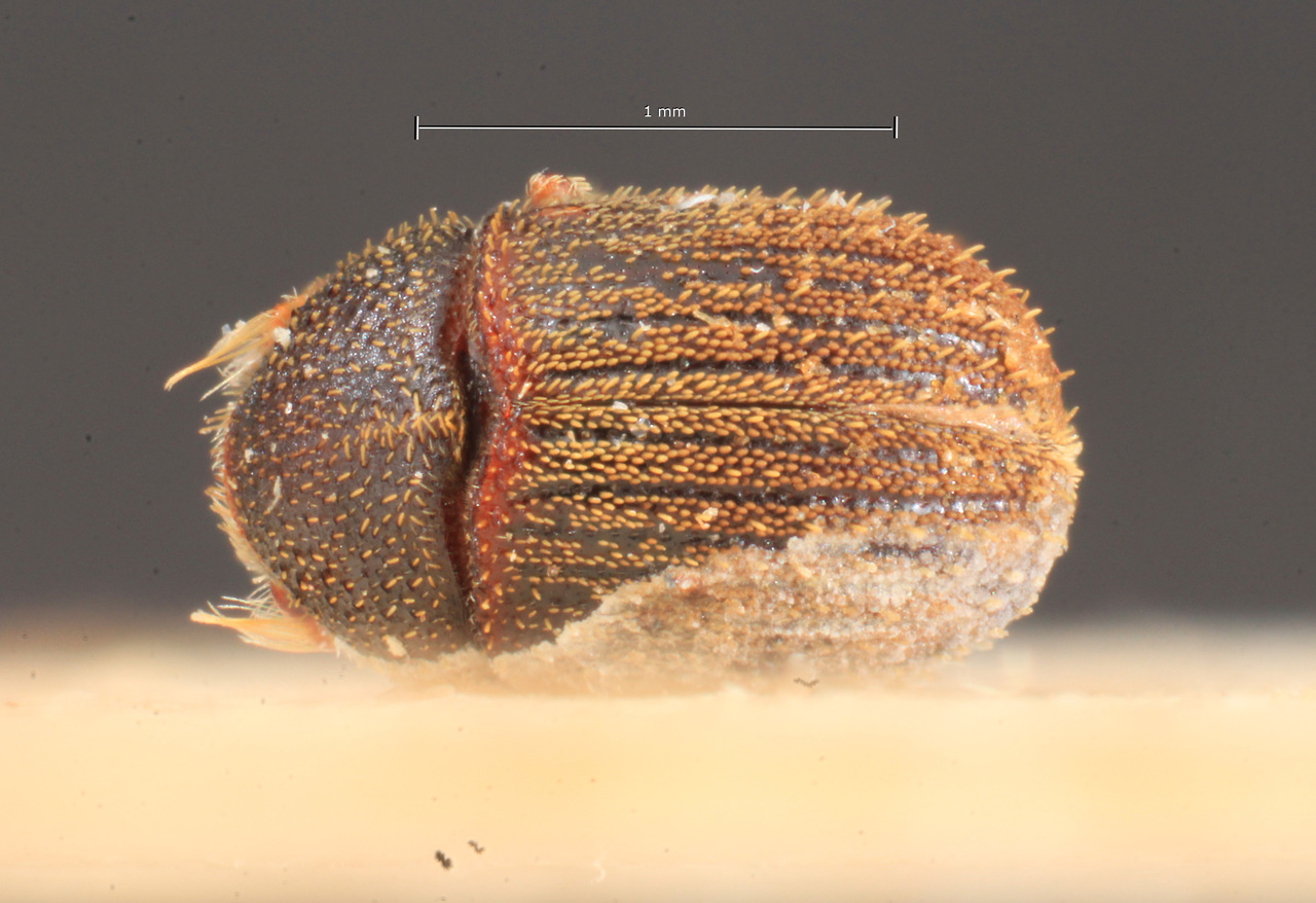 Genus / Species: Chramesus aspericollis | Image Author: TH Atkinson | Location: Argentina, Buenos Aires, Isla Martín Garcia | Image Type: lectotype | Collection: Naturhistorisches Museum Wien