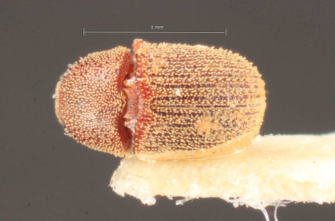 Genus / Species: Chramesus asperulus | Image Author: TH Atkinson | Location: Brazil, Minas Gerais, Pedra Azul | Image Type: paratype | Collection: Naturhistorisches Museum Wien