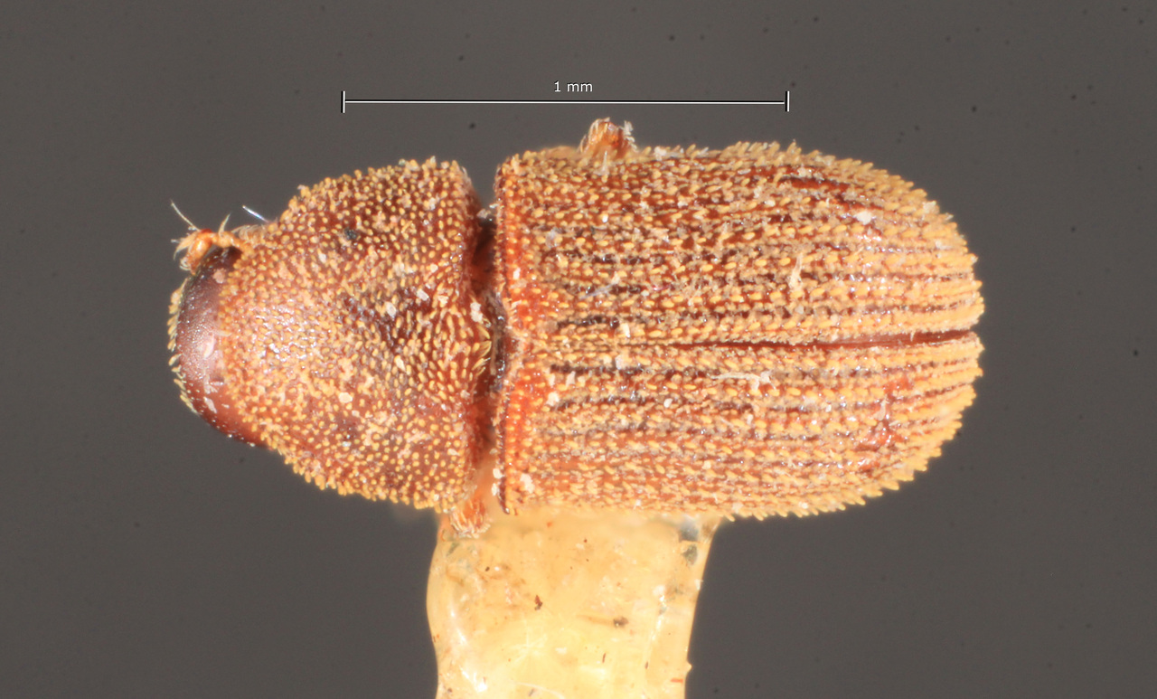 Genus / Species: Chramesus badius | Image Author: TH Atkinson | Location: Brazil, Santa Catarina, Nova Teutonia | Image Type: holotype | Collection: Naturhistorisches Museum Wien