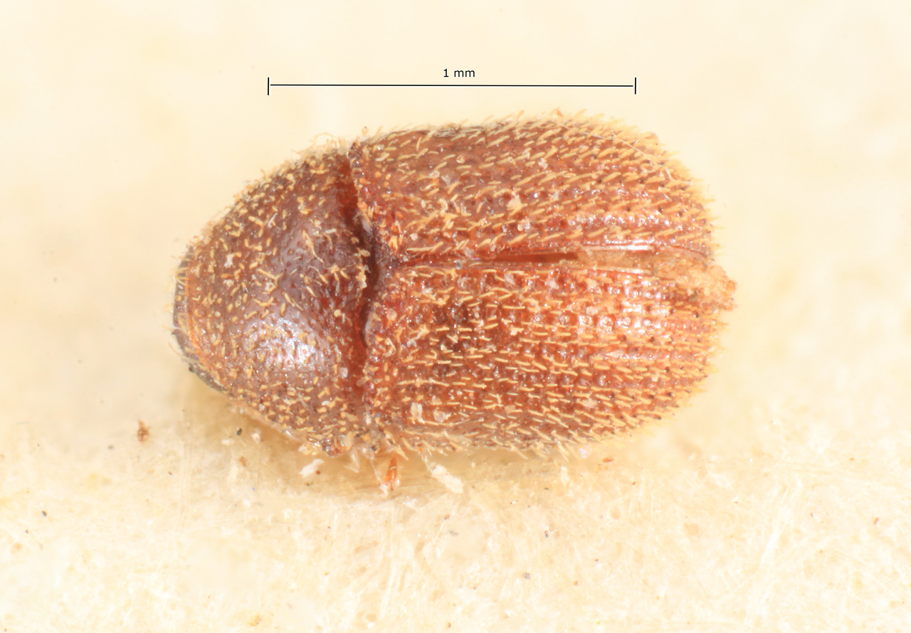 Genus / Species: Chramesus corumbensis | Image Author: TH Atkinson | Location: Brazil, Mato Grosso, Corumba | Image Type: holotype | Collection: Naturhistorisches Museum Wien