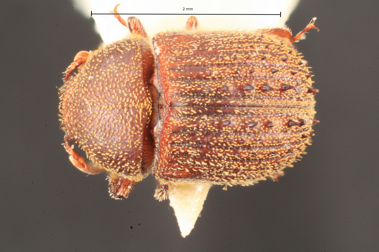 Genus / Species: Chramesus erinaceus | Image Author: TH Atkinson | Location: Brazil, Santa Catarina, Nova Teutonia | Image Type: holotype | Collection: Naturhistorisches Museum Wien