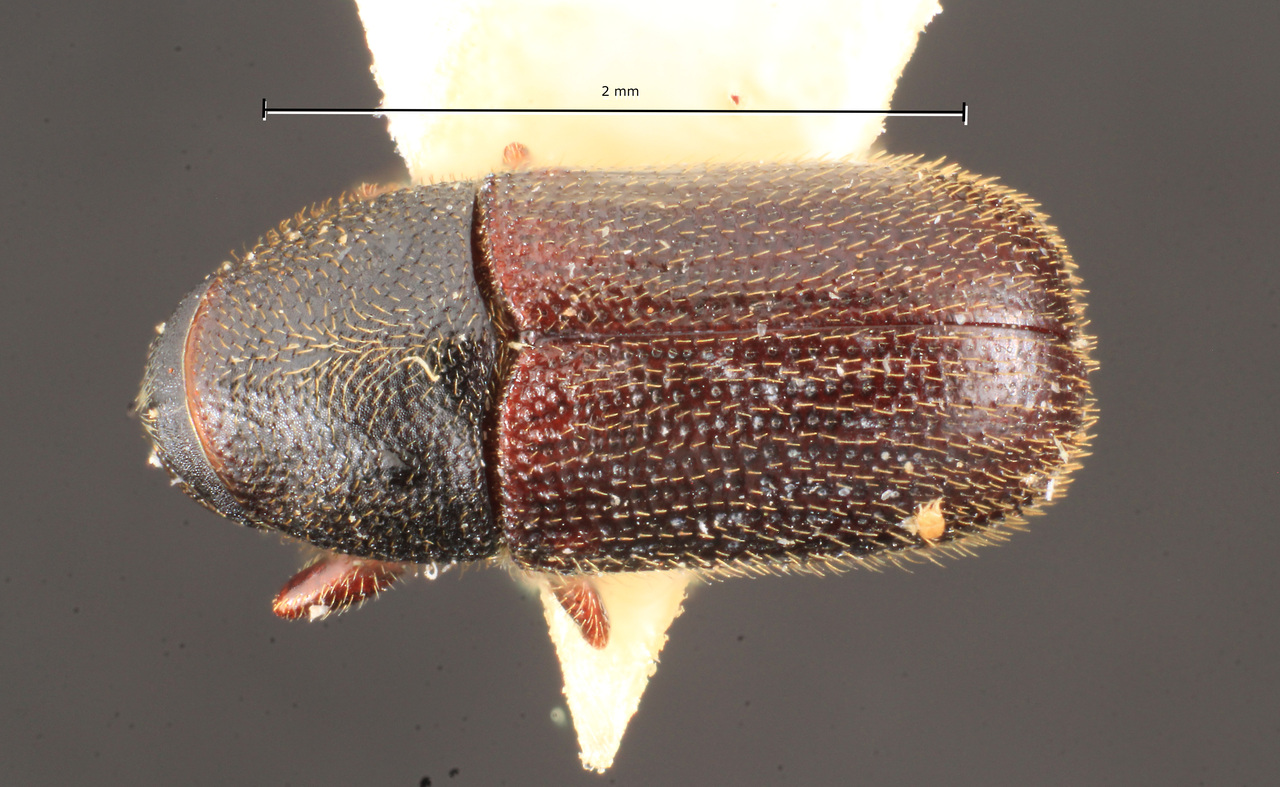 Genus / Species: Chramesus hylurgoides | Image Author: TH Atkinson | Location: Brazil, Santa Catarina, Nova Teutonia | Image Type: allotype | Collection: Naturhistorisches Museum Wien
