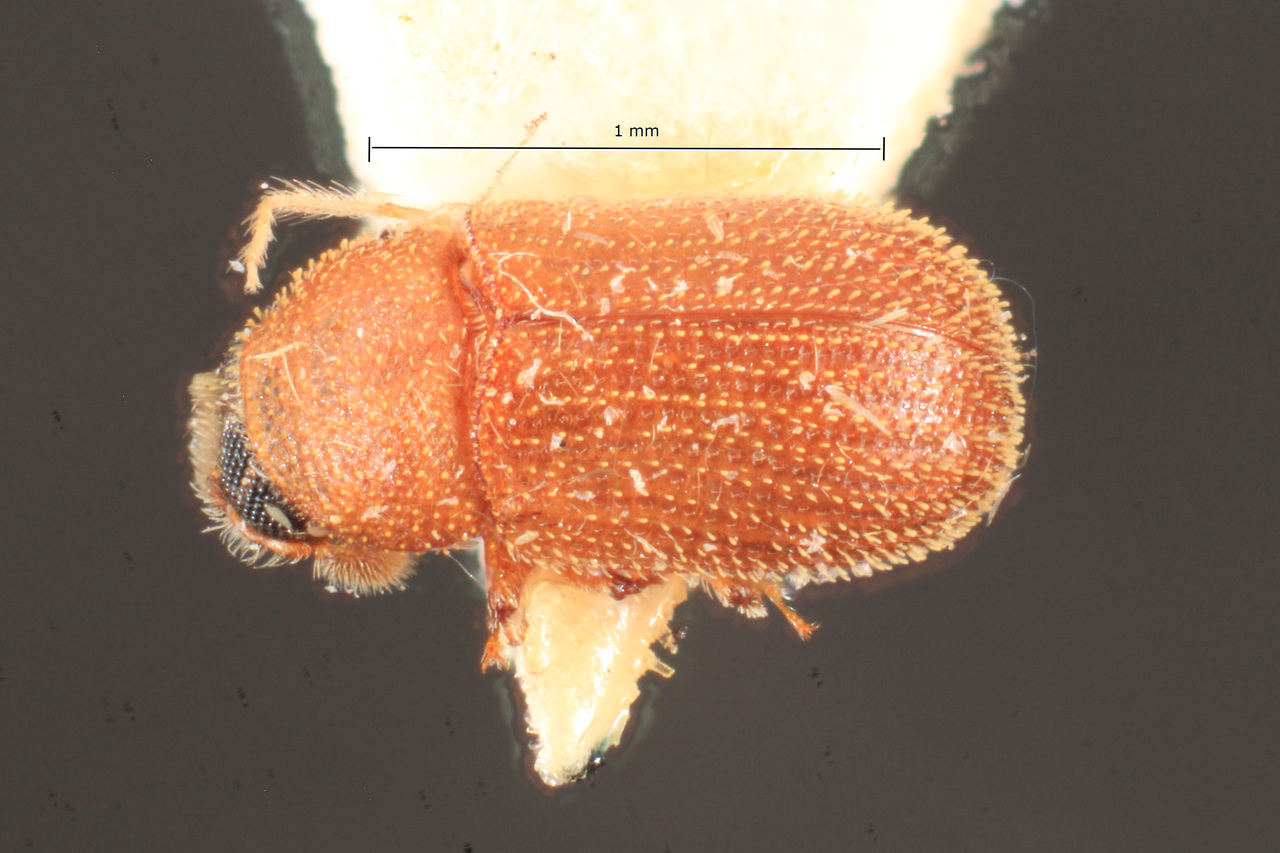 Genus / Species: Chramesus neglectus | Image Author: TH Atkinson | Location: Brazil, Santa Catarina, Nova Teutonia | Image Type: holotype | Collection: Naturhistorisches Museum Wien