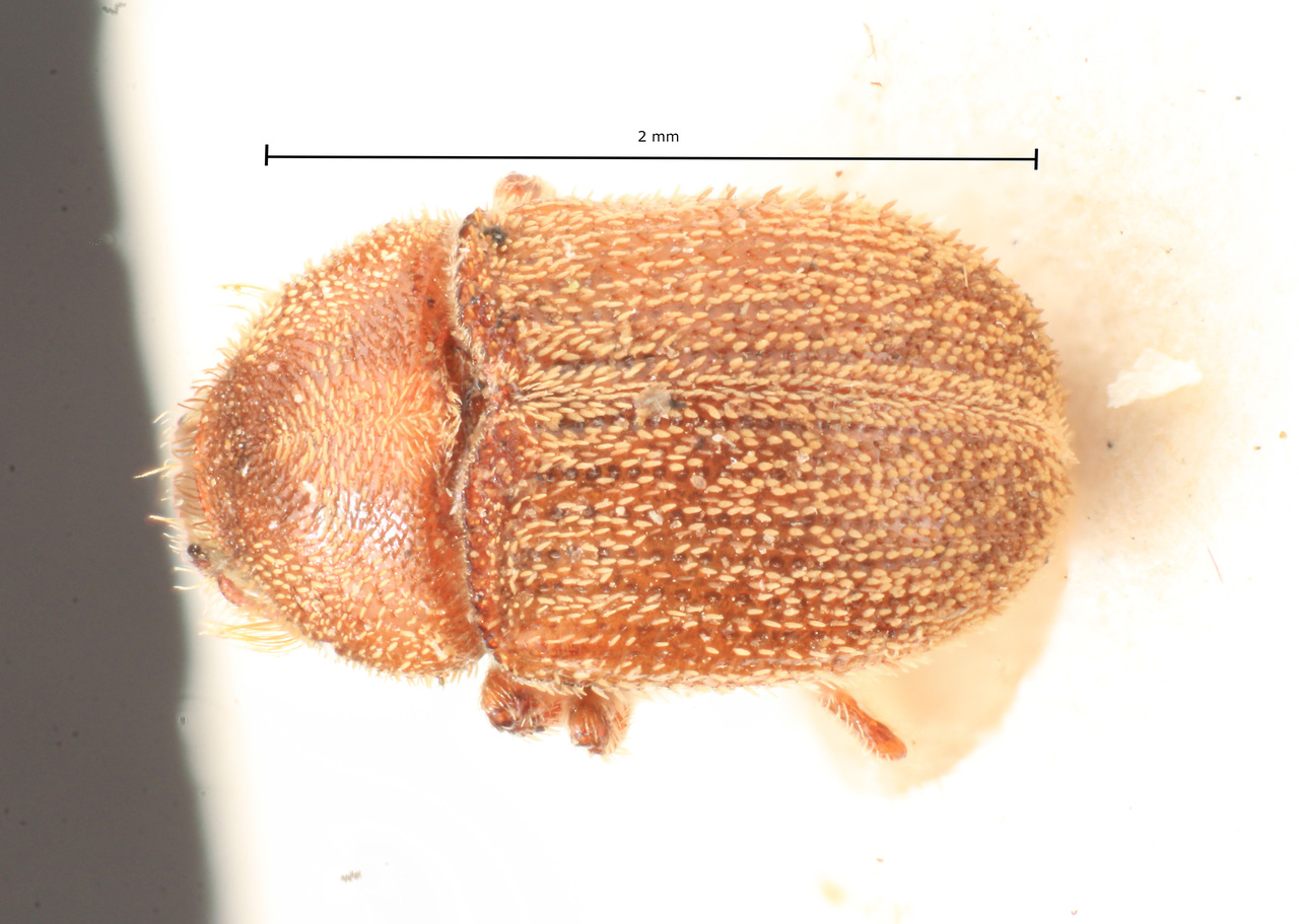 Genus / Species: Chramesus peruanus | Image Author: TH Atkinson | Location: Perú, Cusco, Urubamba, Ollanaybambo, Dep. Cruzea | Image Type: holotype | Collection: Naturhistorisches Museum Wien