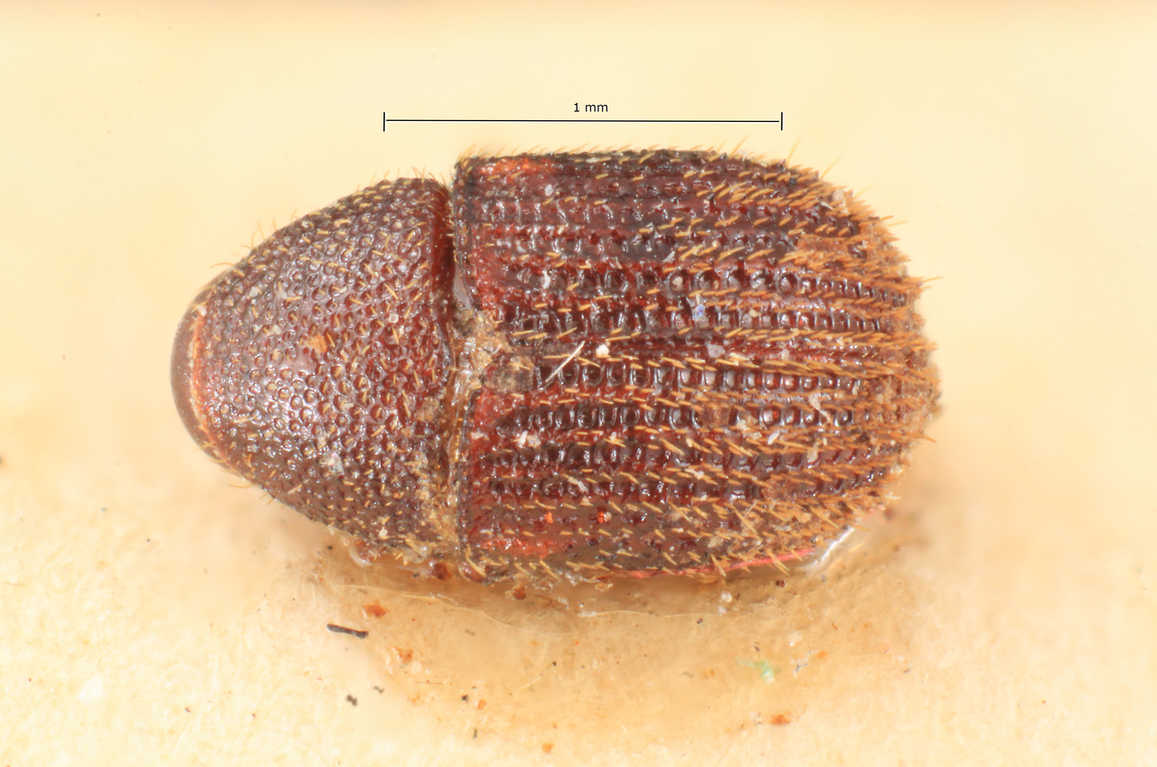 Genus / Species: Phloeotribus hispidulus | Image Author: TH Atkinson | Location: Venezuela, unknown, Venezuela (country / region) | Image Type: neotype | Collection: Naturhistorisches Museum Wien