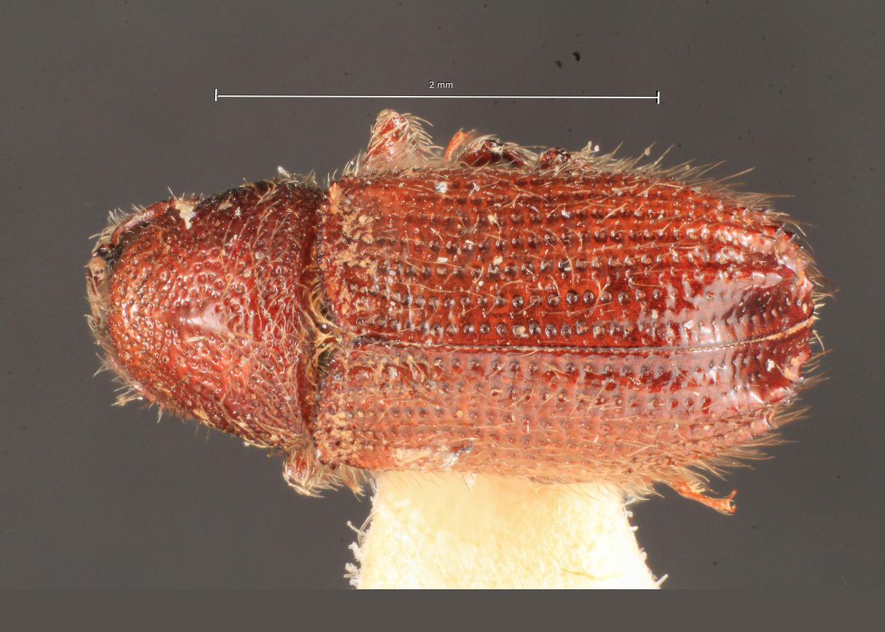 Genus / Species: Phloeotribus hylurgulus | Image Author: TH Atkinson | Location: Perú, Ancash, Huaraz | Image Type: paratype | Collection: Naturhistorisches Museum Wien