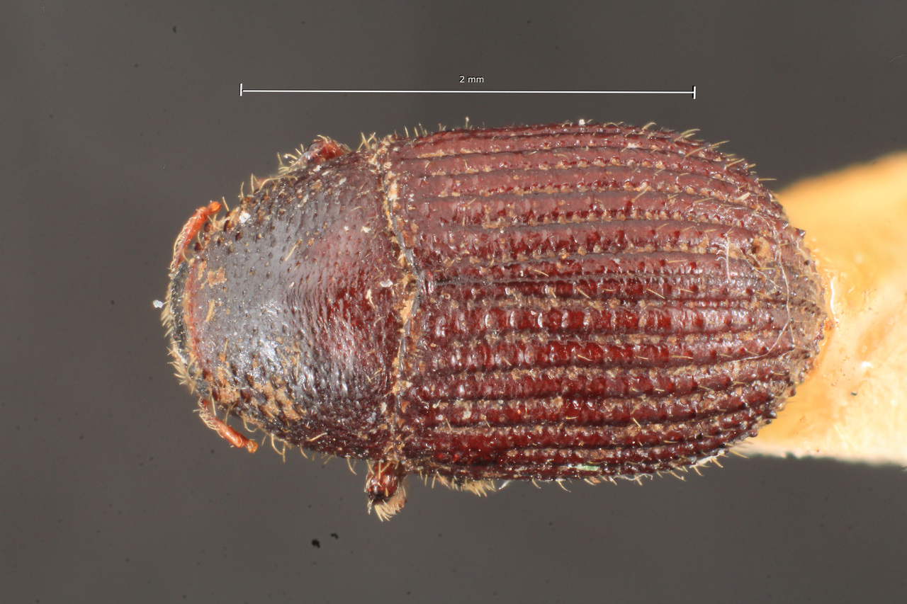 Genus / Species: Phloeotribus transversus | Image Author: TH Atkinson | Location: Fr. Guiana, unknown, Cayenne | Image Type: paratype | Collection: Naturhistorisches Museum Wien