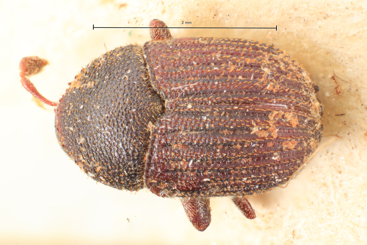 Genus / Species: Phloeotribus rugulosus | Image Author: TH Atkinson | Location: Brazil, Mato Grosso, Corumba | Image Type: syntype | Collection: Naturhistorisches Museum Wien