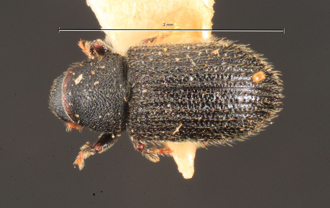 Genus / Species: Phloeotribus schedli | Image Author: TH Atkinson | Location: Brazil, Santa Catarina, Nova Teutonia | Image Type: holotype | Collection: Naturhistorisches Museum Wien