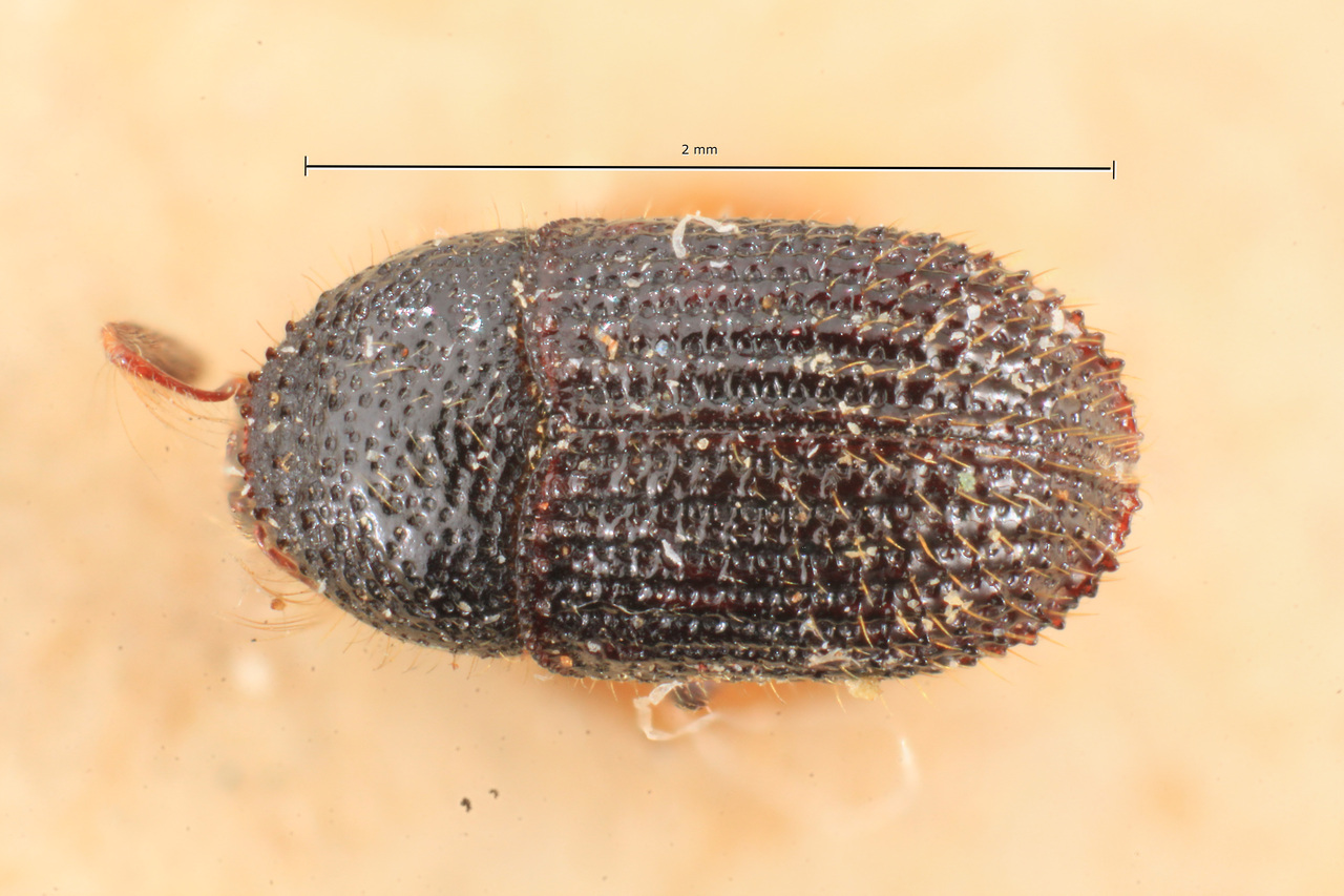 Genus / Species: Phloeotribus serratus | Image Author: TH Atkinson | Location: Bolivia, Cochabamba, Cochabamba (departamento) | Image Type: holotype | Collection: Naturhistorisches Museum Wien