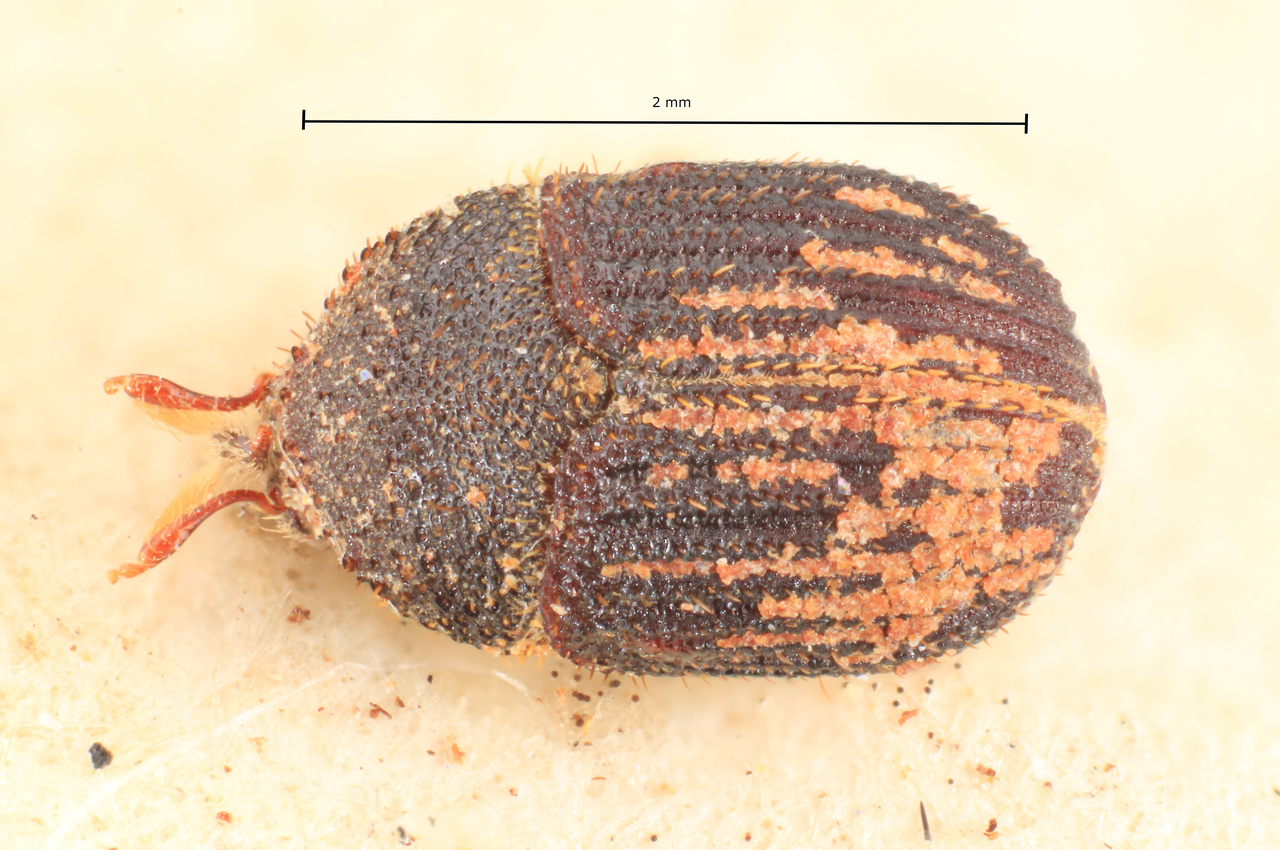 Genus / Species: Phloeotribus subcostatus | Image Author: TH Atkinson | Location: Bolivia, Cochabamba, Cochabamba (departamento) | Image Type: syntype | Collection: Naturhistorisches Museum Wien