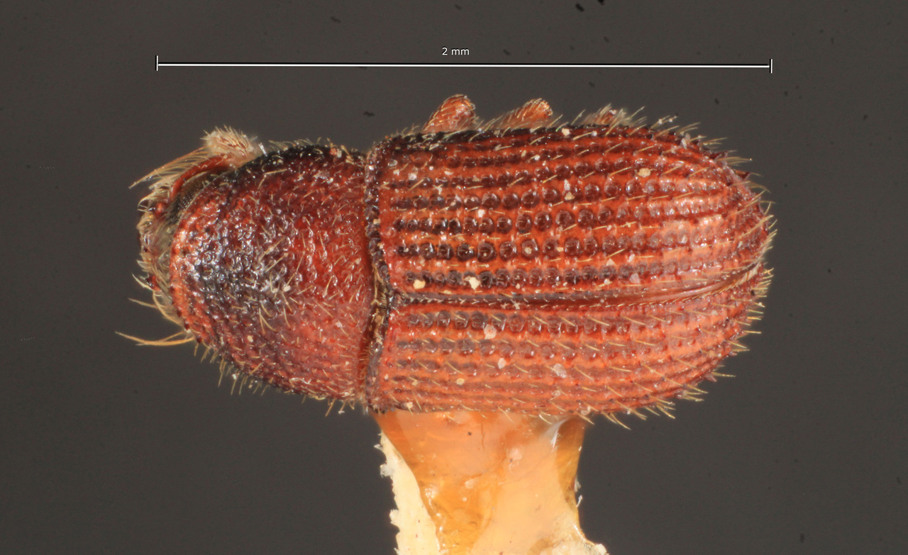 Genus / Species: Phloeotribus willei | Image Author: TH Atkinson | Location: Perú, Lima, Lima | Image Type: syntype | Collection: Naturhistorisches Museum Wien