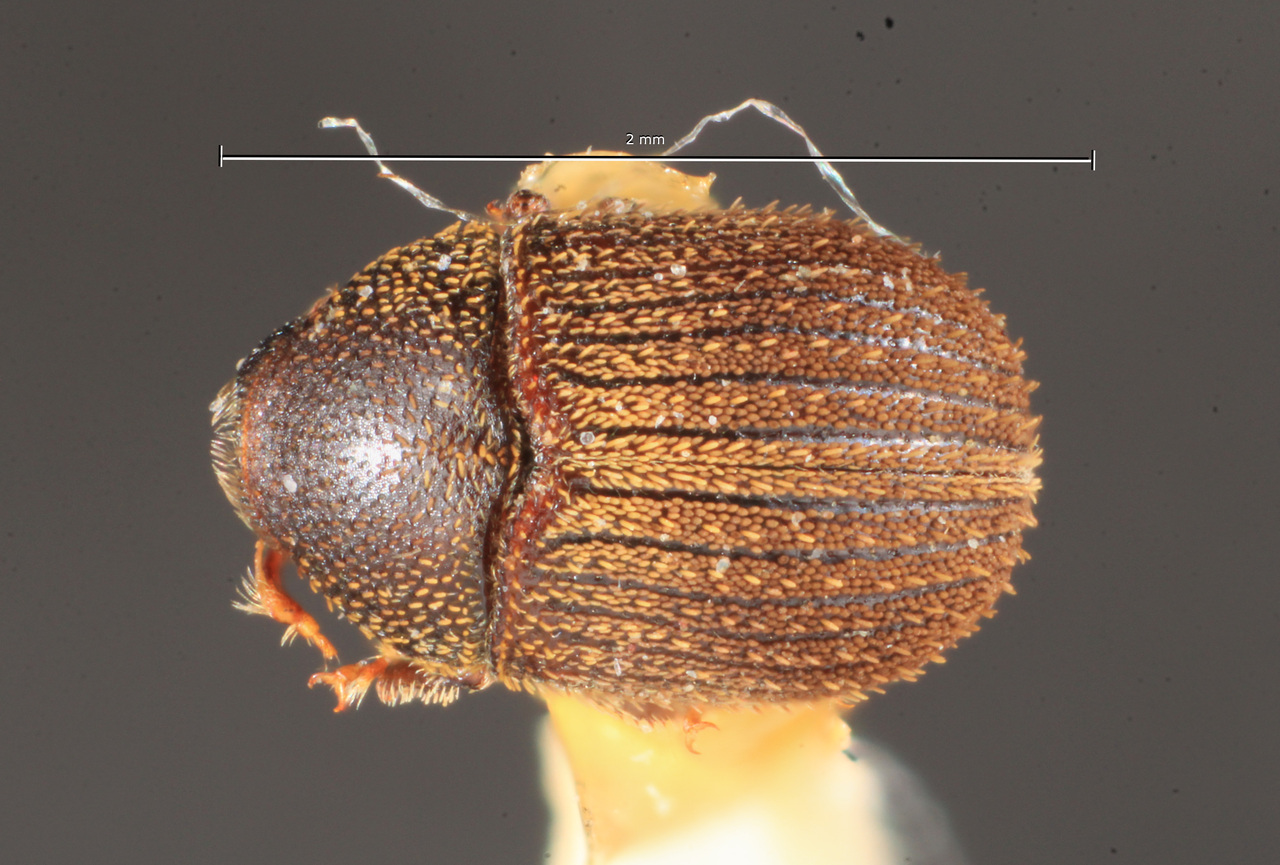 Genus / Species: Chramesus ovalis | Image Author: TH Atkinson | Location: Argentina, Misiones, Loreto | Image Type: lectotype | Collection: Naturhistorisches Museum Wien