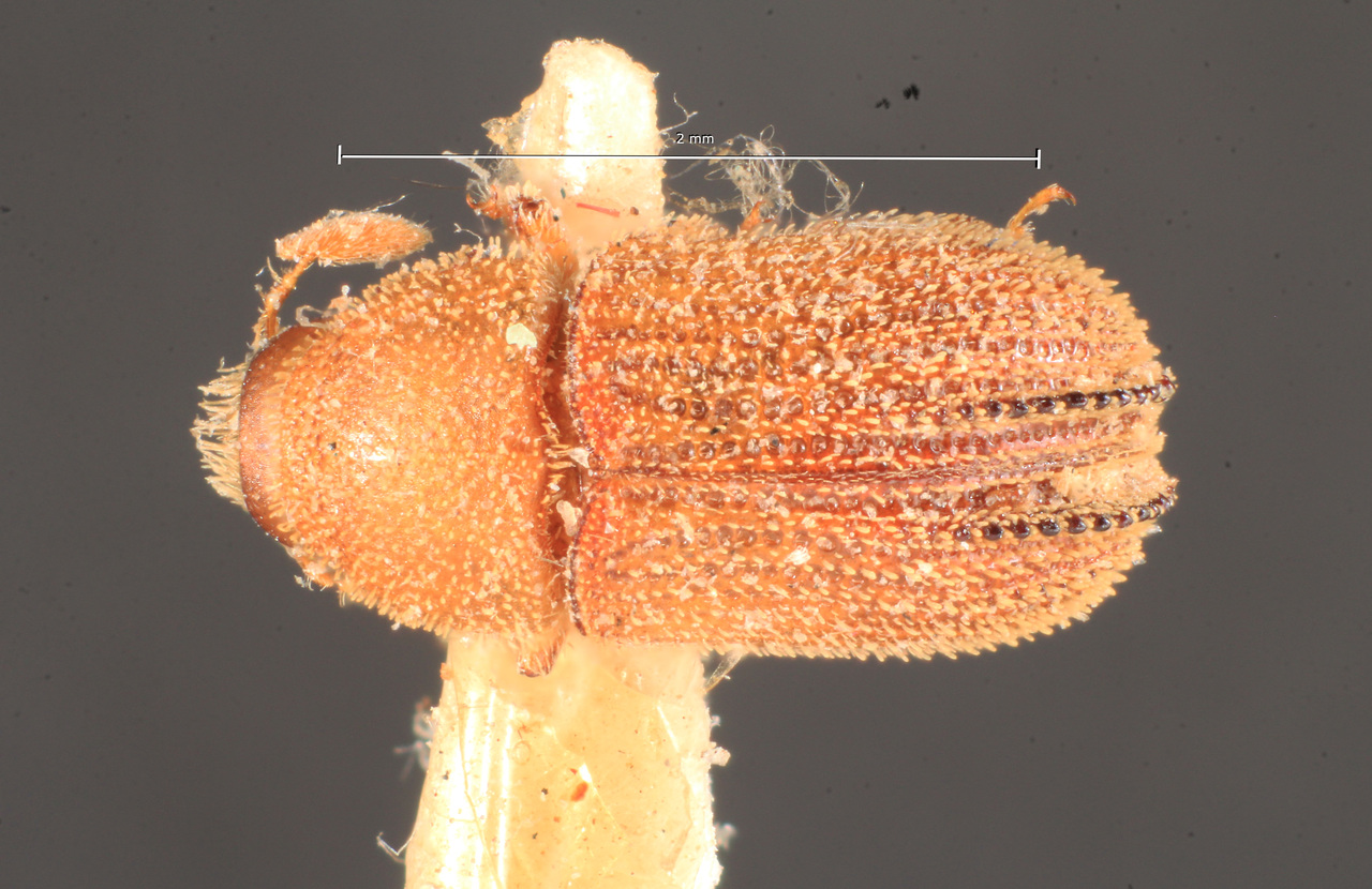 Genus / Species: Chramesus phloeosinites | Image Author: TH Atkinson | Location: Brazil, Santa Catarina, Nova Teutonia | Image Type: holotype | Collection: Naturhistorisches Museum Wien