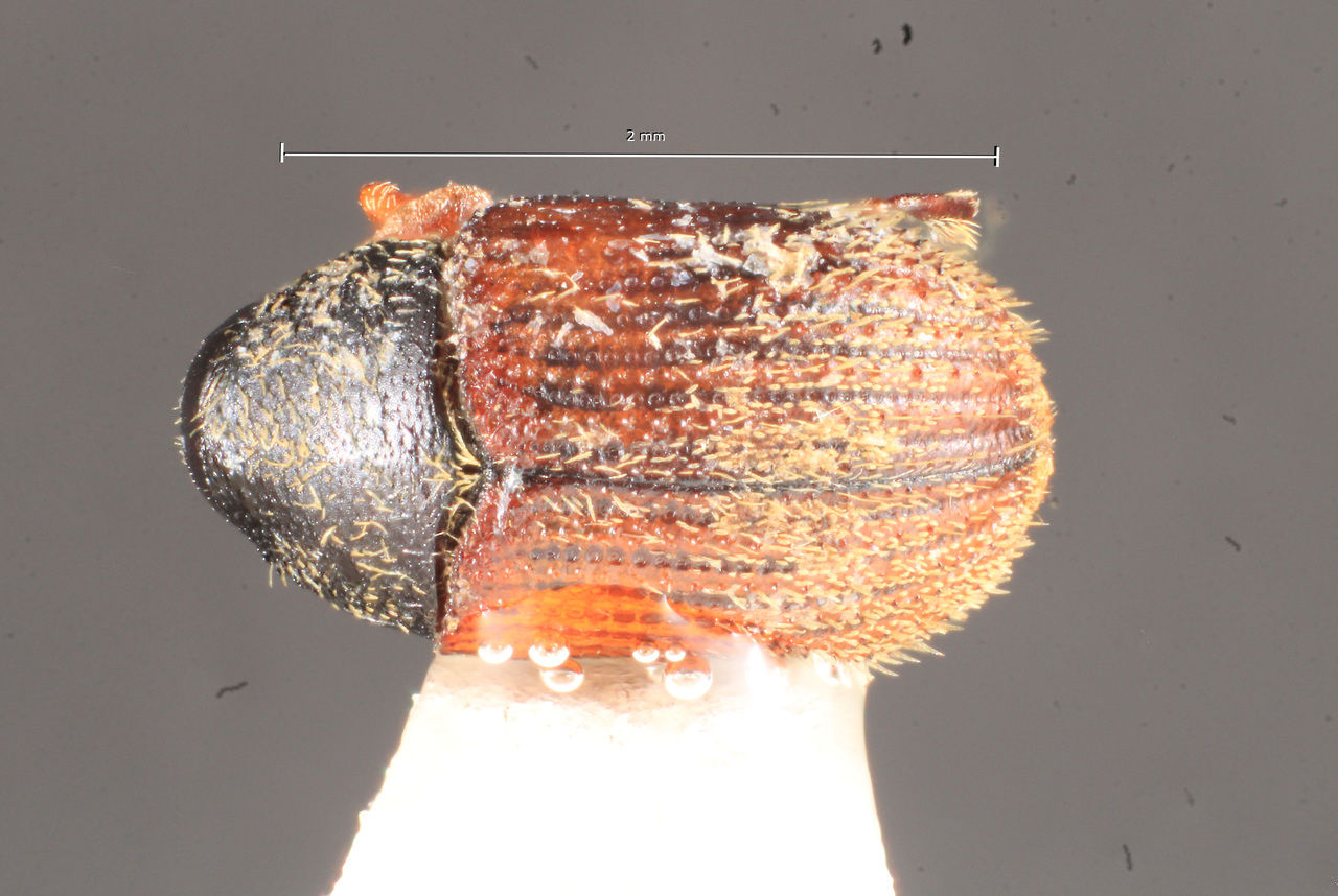 Genus / Species: Chramesus phloeotriboides | Image Author: TH Atkinson | Location: Argentina, Cordoba, Gran Chaco | Image Type: holotype | Collection: Naturhistorisches Museum Wien