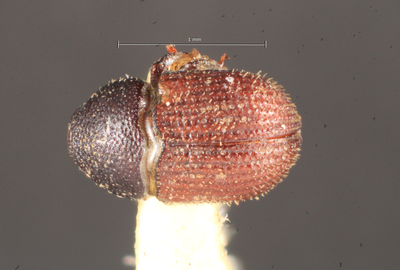 Genus / Species: Chramesus robustus | Image Author: TH Atkinson | Location: Cuba, unknown, Cuba (country / region) | Image Type: holotype | Collection: Naturhistorisches Museum Wien
