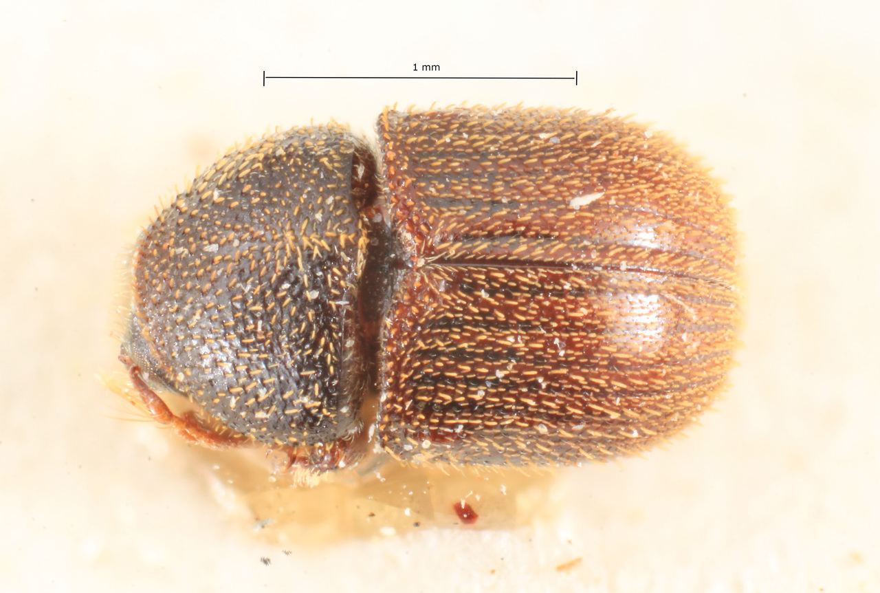 Genus / Species: Chramesus setiger | Image Author: TH Atkinson | Location: Brazil, Santa Catarina, Nova Teutonia | Image Type: lectotype | Collection: Naturhistorisches Museum Wien