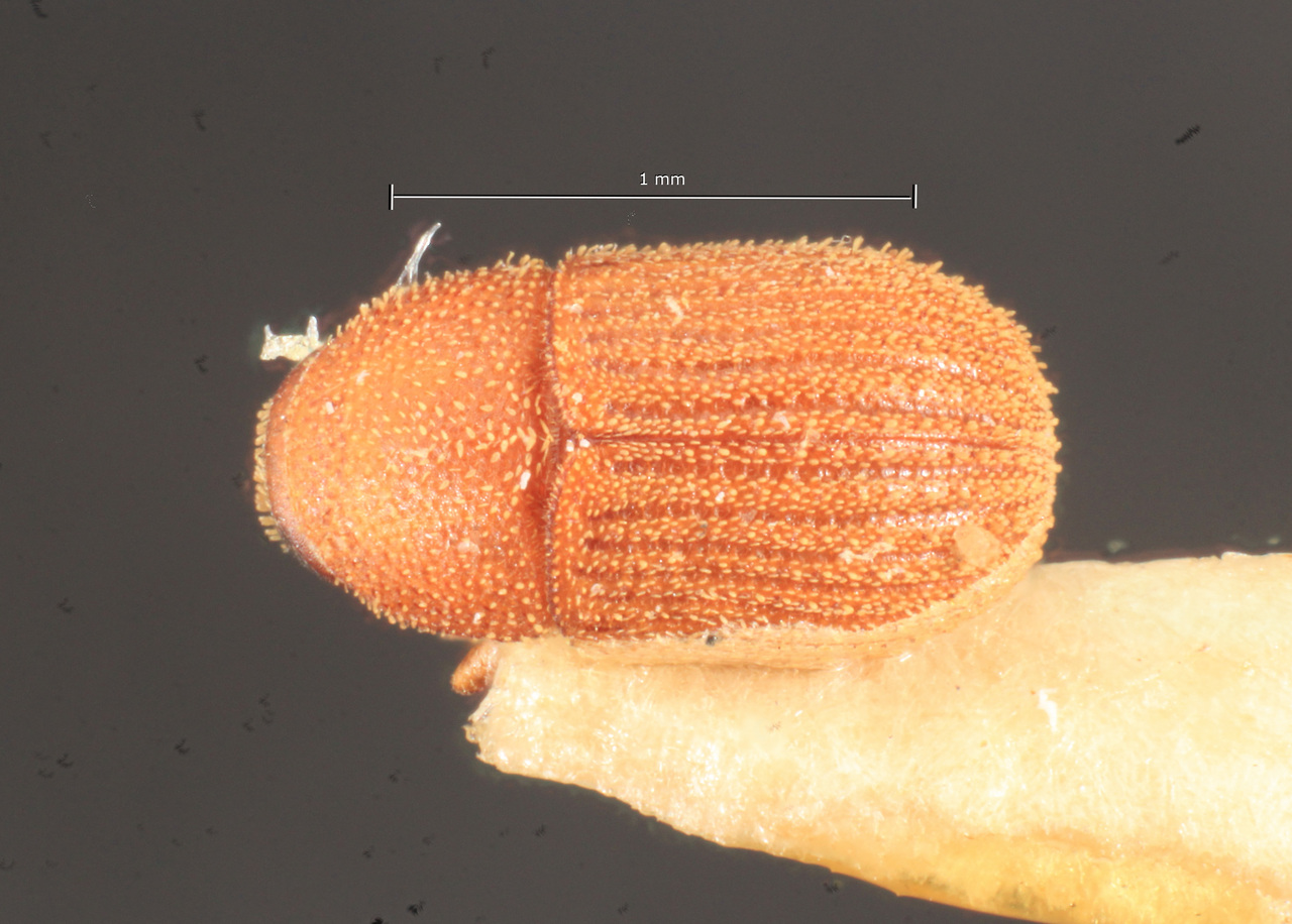 Genus / Species: Chramesus signatipennis | Image Author: TH Atkinson | Location: Costa Rica, Limón, Río Reventazon, Hamburgfarm | Image Type: holotype | Collection: Naturhistorisches Museum Wien