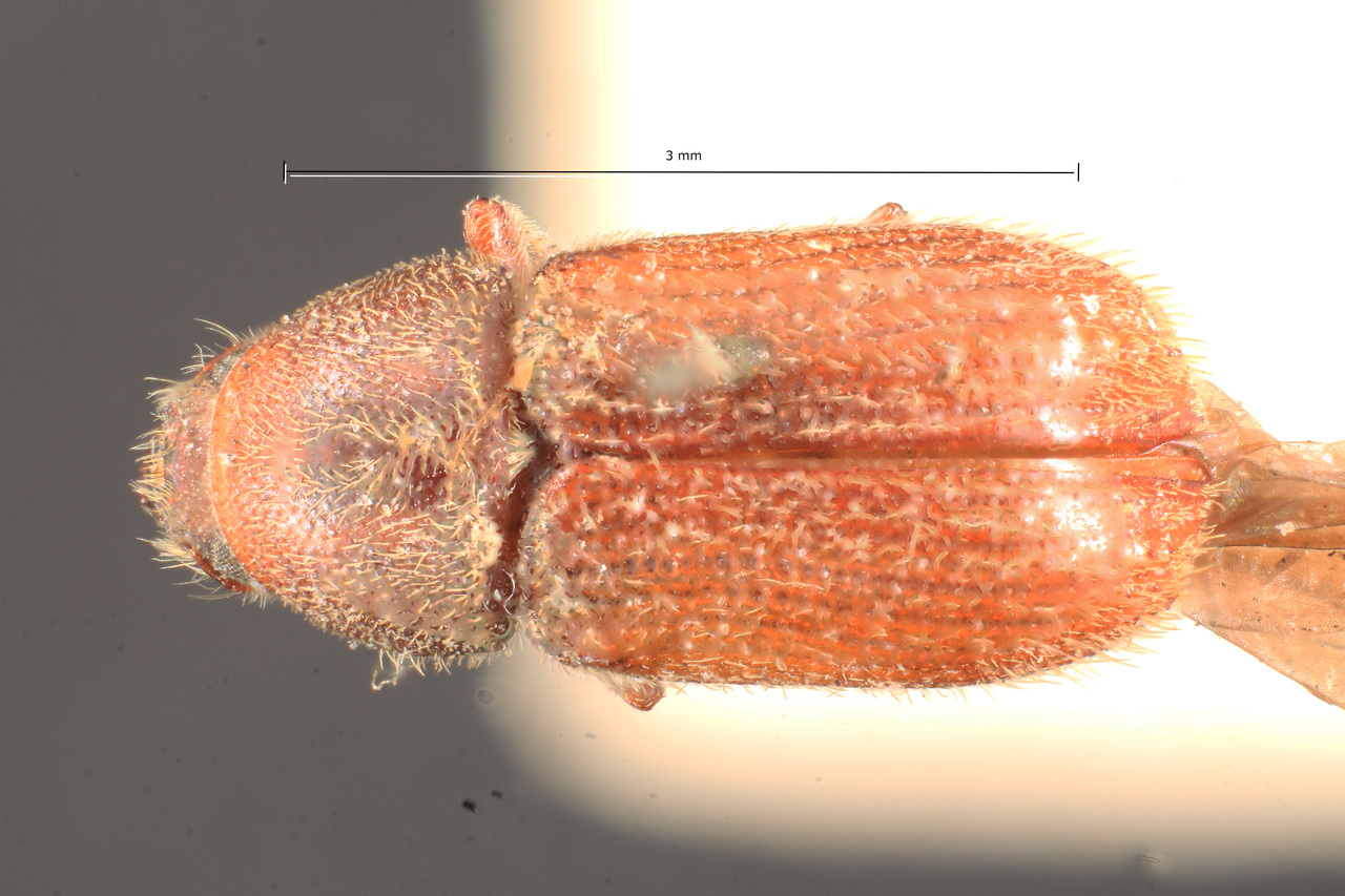 Genus / Species: Chramesus subtuberculatus | Image Author: TH Atkinson | Location: Colombia, Cundinamarca, Bogotá | Image Type: holotype | Collection: Naturhistorisches Museum Wien