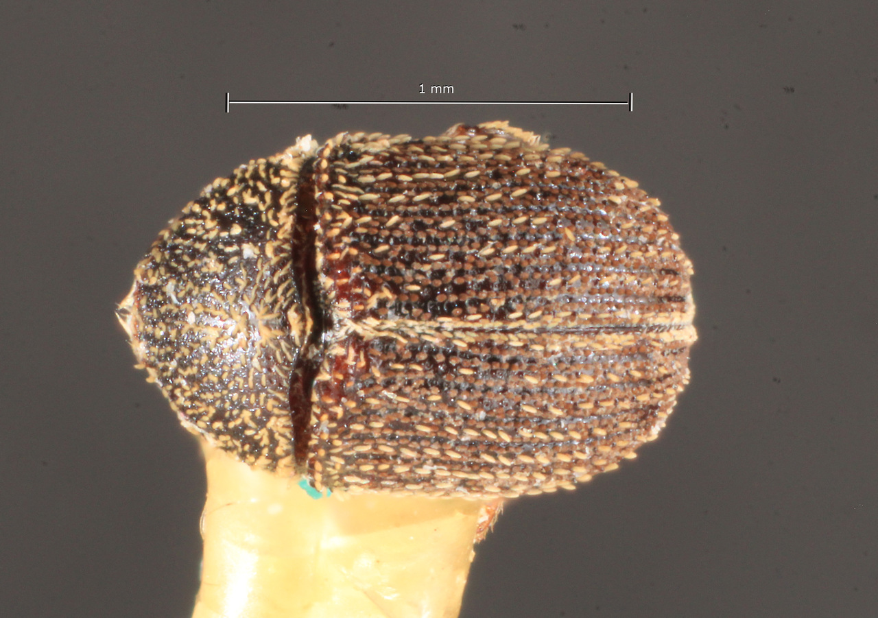 Genus / Species: Pseudochramesus setifer | Image Author: TH Atkinson | Location: Brazil, Santa Catarina, Nova Teutonia | Image Type: lectotype | Collection: Naturhistorisches Museum Wien