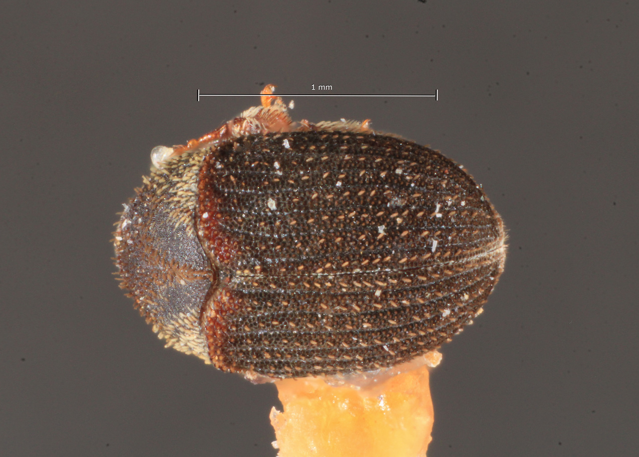 Genus / Species: Pseudochramesus brasiliensis | Image Author: TH Atkinson | Location: Brazil, Santa Catarina, Nova Teutonia | Image Type: syntype | Collection: Naturhistorisches Museum Wien