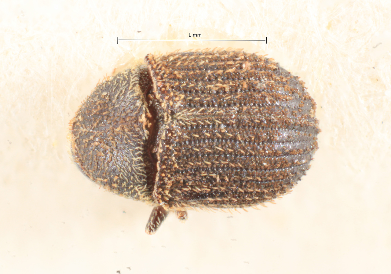 Genus / Species: Pseudochramesus duplosquamosus | Image Author: TH Atkinson | Location: Brazil, Mato Grosso, Rio Caraguata | Image Type: holotype | Collection: Naturhistorisches Museum Wien