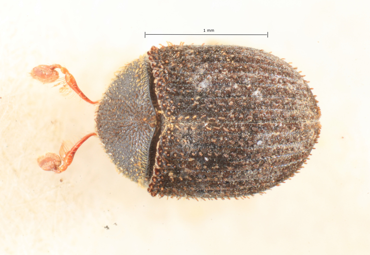 Genus / Species: Pseudochramesus opacus | Image Author: TH Atkinson | Location: Brazil, Mato Grosso, Rio Caraguata | Image Type: syntype | Collection: Naturhistorisches Museum Wien