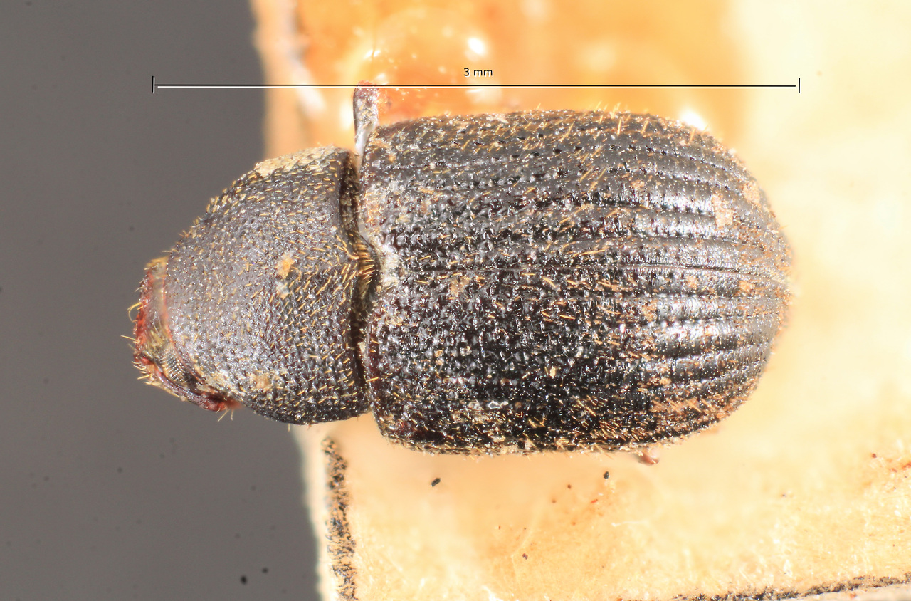 Genus / Species: Chramesus granulatus | Image Author: TH Atkinson | Location: Bolivia, unknown, Bolivia (country / region) | Image Type: holotype | Collection: Naturhistorisches Museum Wien