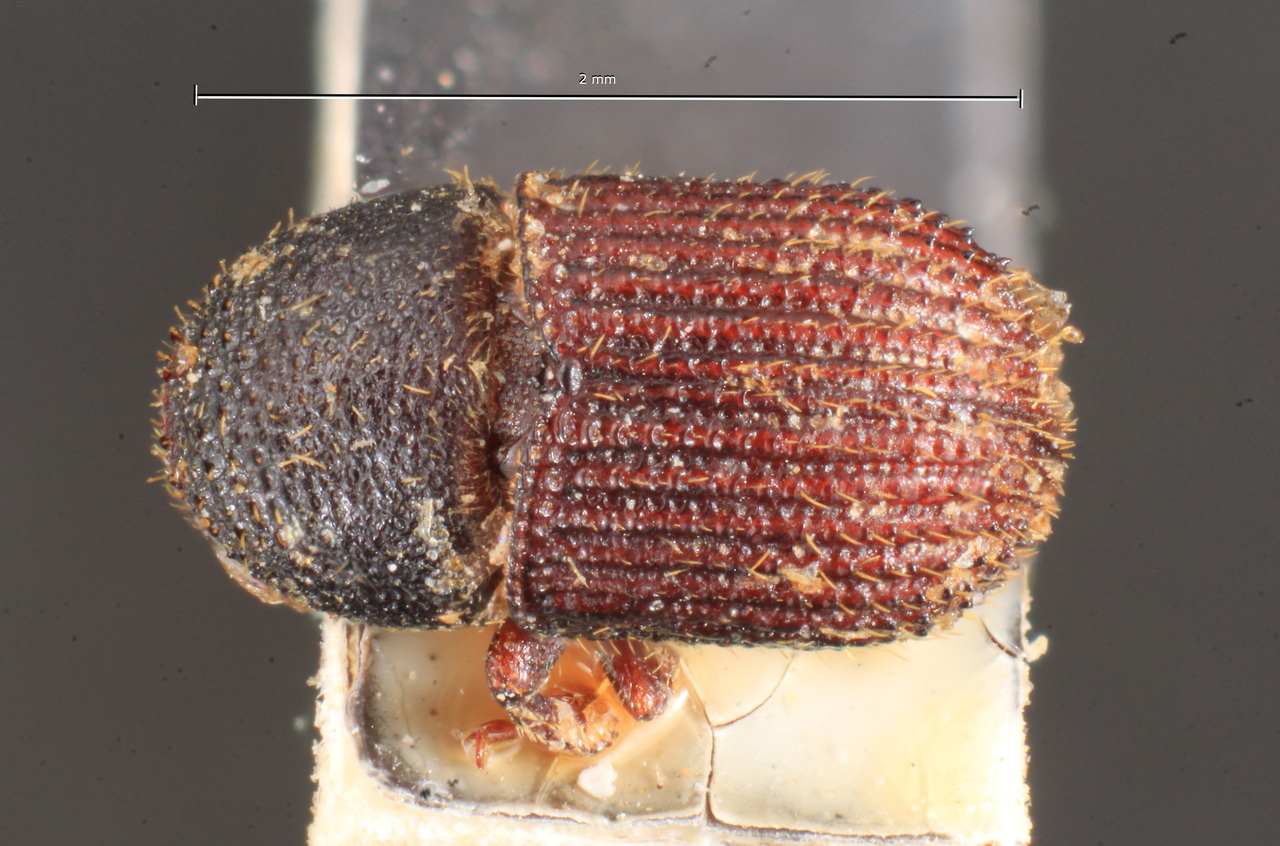 Genus / Species: Phloeotribus atlanticus | Image Author: TH Atkinson | Location: Cuba, unknown, Cuba (country / region) | Image Type: holotype | Collection: Naturhistorisches Museum Wien