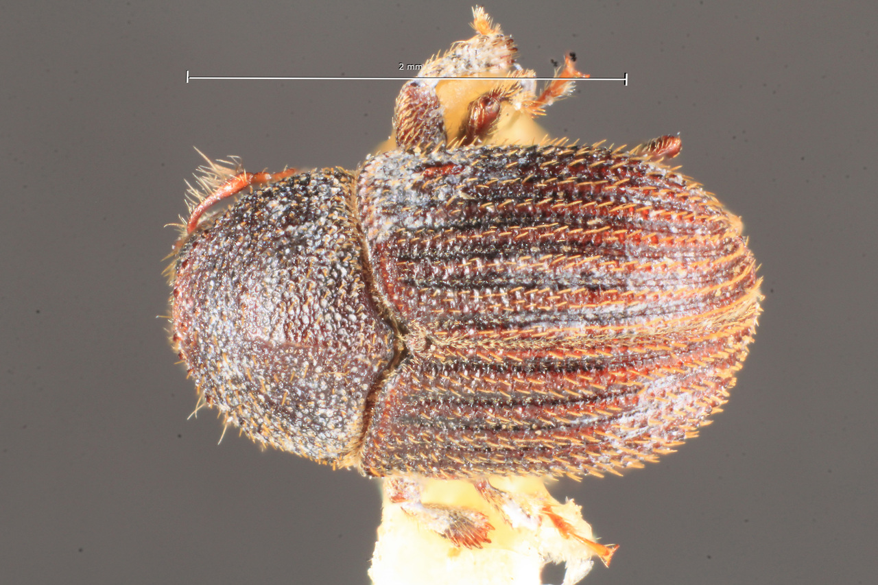 Genus / Species: Phloeotribus erosus | Image Author: TH Atkinson | Location: Brazil, Santa Catarina, Nova Teutonia | Image Type: lectotype | Collection: Naturhistorisches Museum Wien