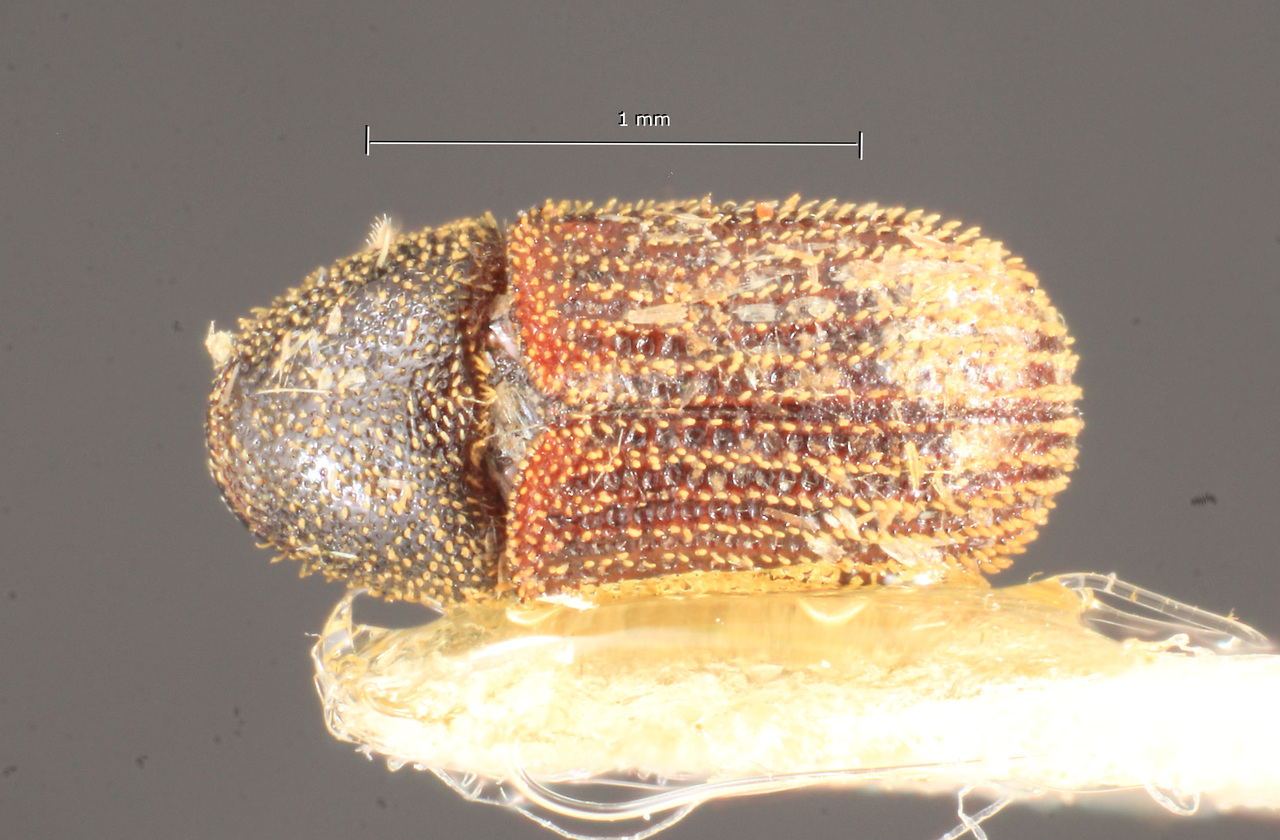 Genus / Species: Phloeotribus hebes | Image Author: TH Atkinson | Location: Brazil, Bahia, Encruzilhada | Image Type: holotype | Collection: Naturhistorisches Museum Wien
