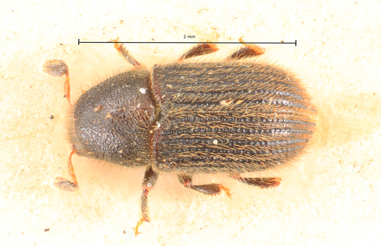 Genus / Species: Phloeotribus hirtellus | Image Author: TH Atkinson | Location: Venezuela, unknown, Venezuela (country / region) | Image Type: holotype | Collection: Naturhistorisches Museum Wien