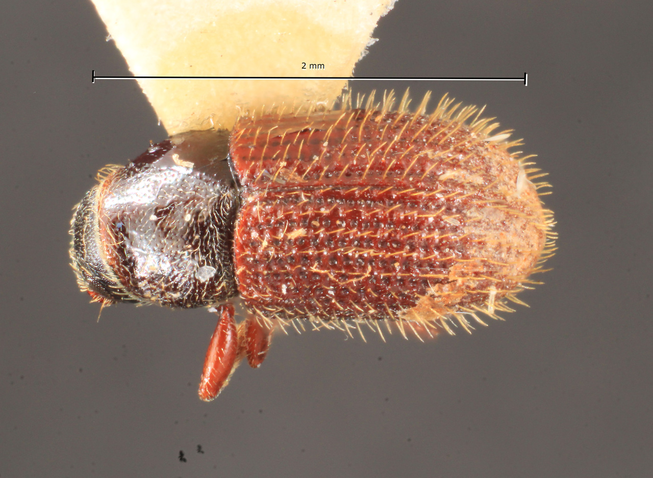 Genus / Species: Xylechinosomus sachtlebeni | Image Author: TH Atkinson | Location: Brazil, Santa Catarina, Nova Teutonia | Image Type: holotype | Collection: Naturhistorisches Museum Wien