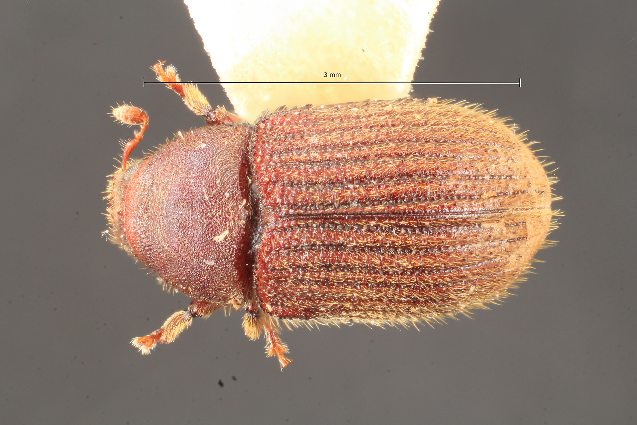 Genus / Species: Xylechinosomus brasiliensis | Image Author: TH Atkinson | Location: Brazil, Santa Catarina, Nova Teutonia | Image Type: holotype | Collection: Naturhistorisches Museum Wien