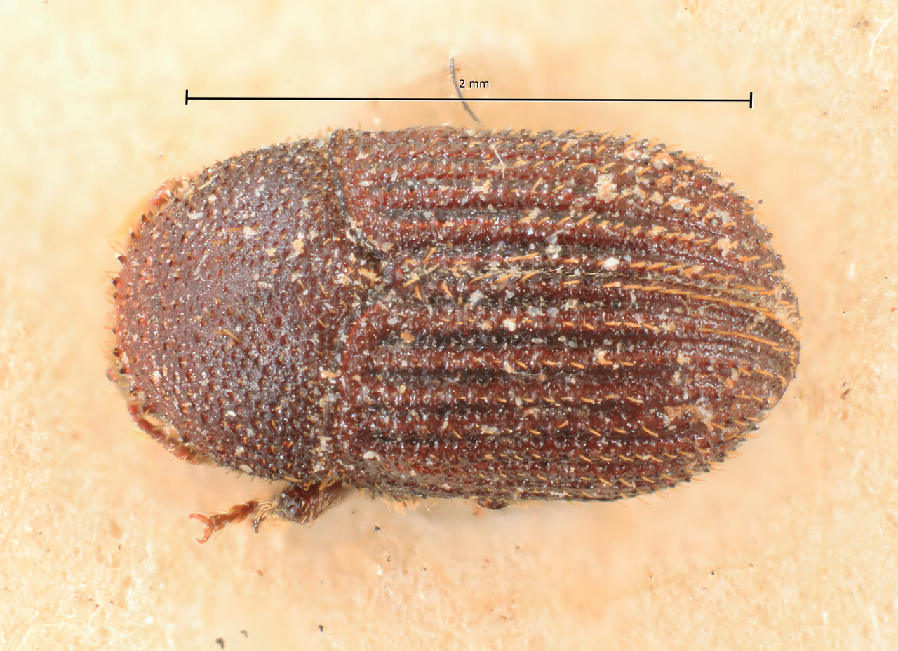 Genus / Species: Phloeotribus cylindricus | Image Author: TH Atkinson | Location: Brazil, Santa Catarina, Nova Teutonia | Image Type: lectotype | Collection: Naturhistorisches Museum Wien