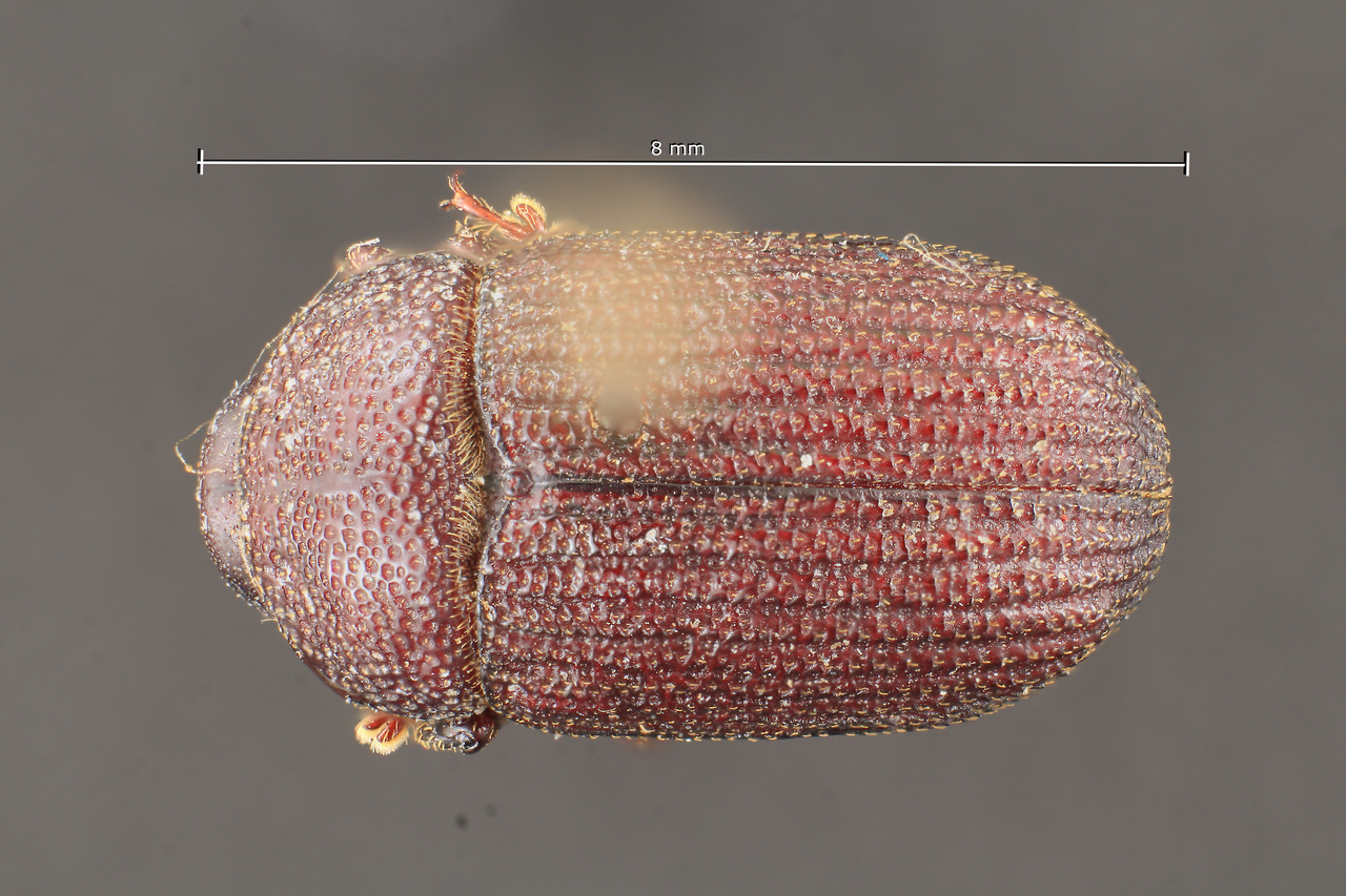 Genus / Species: Phloeoborus intermedius | Image Author: TH Atkinson | Location: Guyana, unknown, Guyana (country / region) | Image Type: holotype | Collection: Naturhistorisches Museum Wien