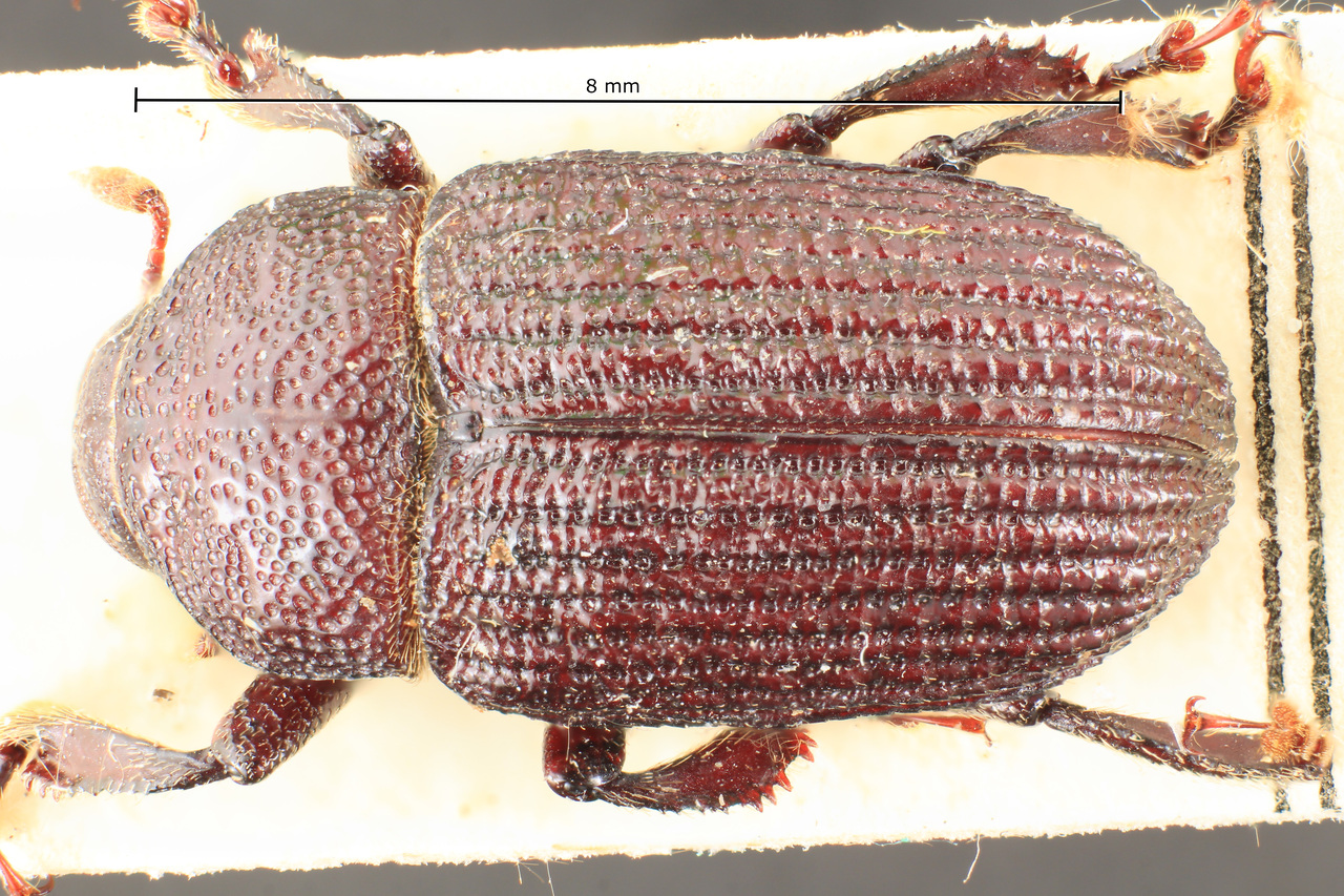Genus / Species: Phloeoborus freyi | Image Author: TH Atkinson | Location: Brazil, Santa Catarina, Corupá | Image Type: paratype | Collection: Naturhistorisches Museum Wien