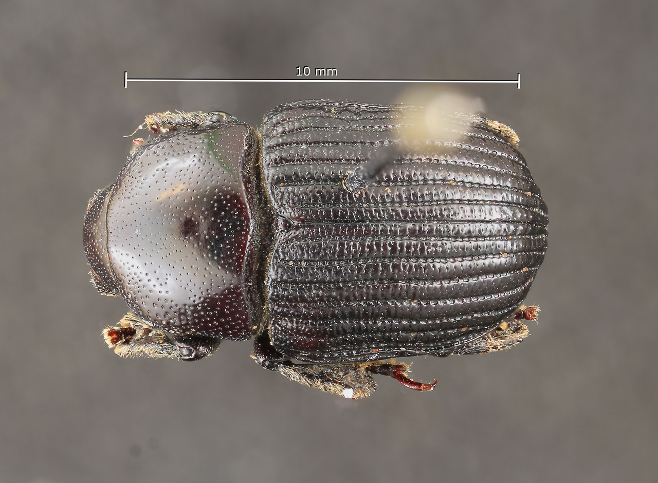 Genus / Species: Phloeoborus grandis | Image Author: TH Atkinson | Location: Brazil, Espirito Santo, Santa Leopoldina | Image Type: holotype | Collection: Naturhistorisches Museum Wien