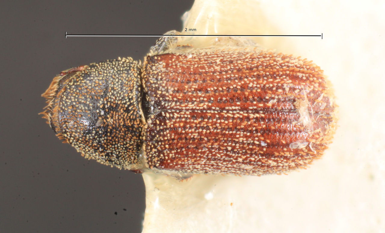 Genus / Species: Xylechinus huapiae | Image Author: TH Atkinson | Location: Argentina, Río Negro, Parque Nacional Nahuel Huapi | Image Type: allotype | Collection: Naturhistorisches Museum Wien