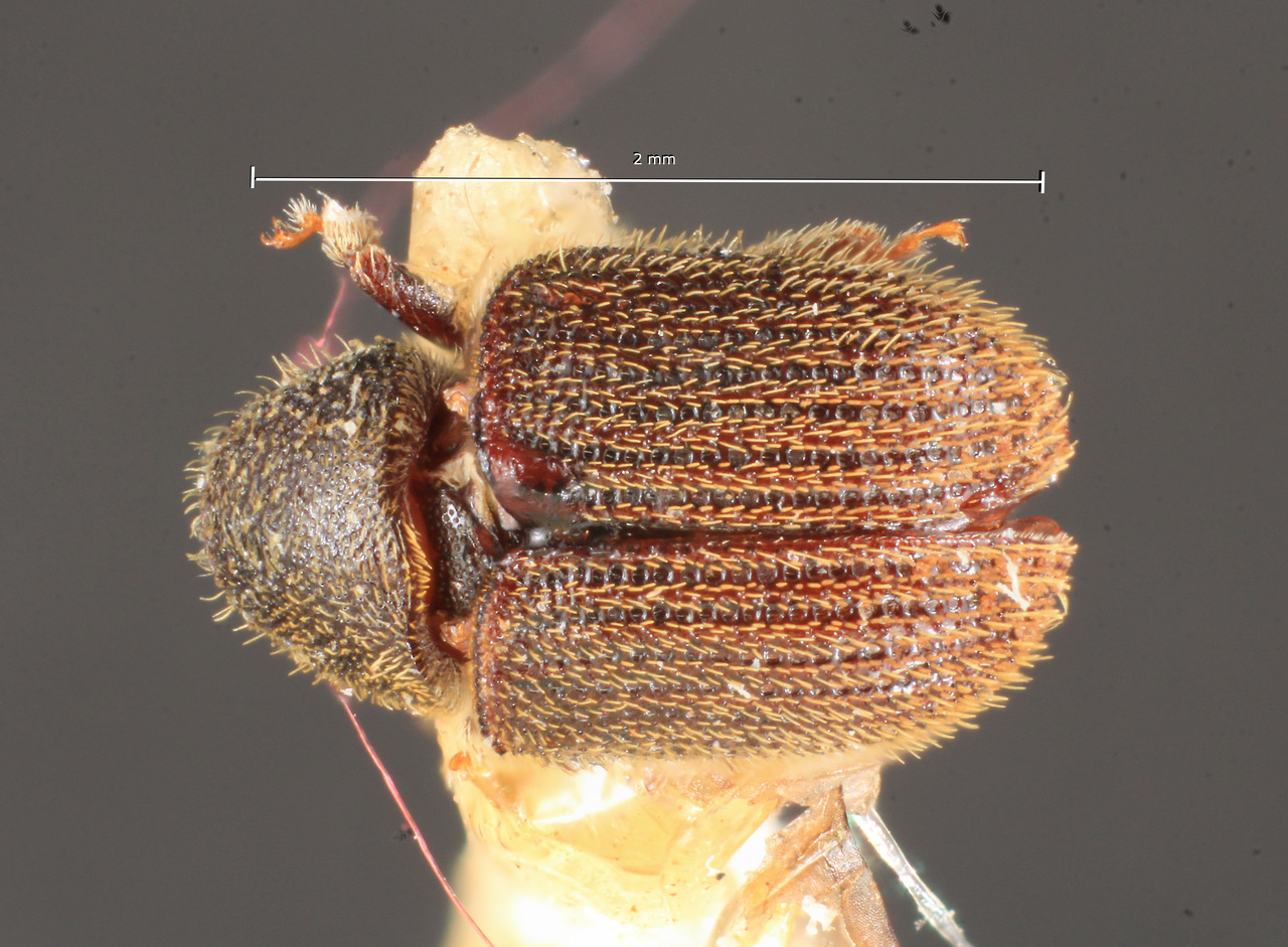 Genus / Species: Phloeotribus brasiliensis | Image Author: TH Atkinson | Location: Brazil, Bahia, Cachoeirinha-Una | Image Type: holotype | Collection: Naturhistorisches Museum Wien