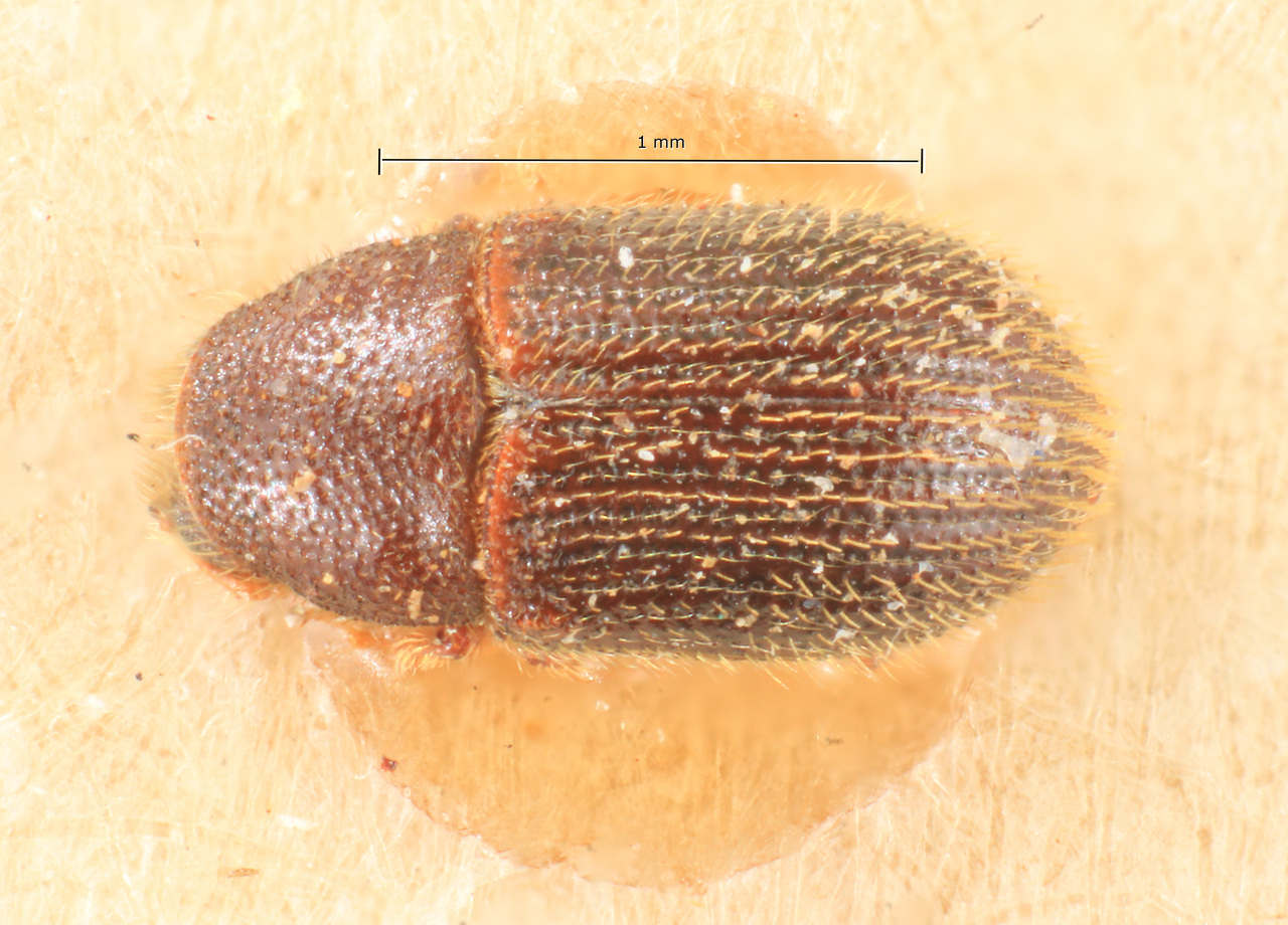 Genus / Species: Phloeotribus argentinensis | Image Author: TH Atkinson | Location: Argentina, Misiones, Santa Maria | Image Type: lectotype | Collection: Naturhistorisches Museum Wien