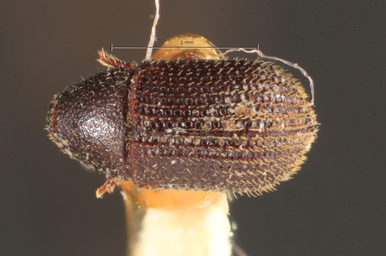 Genus / Species: Phloeotribus venezuelensis | Image Author: TH Atkinson | Location: Venezuela, unknown, Venezuela (country / region) | Image Type: holotype | Collection: Naturhistorisches Museum Wien