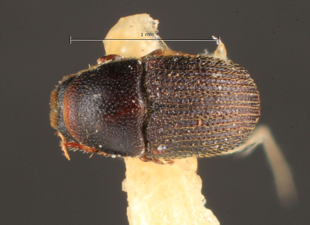 Genus / Species: Cnemonyx creber | Image Author: TH Atkinson | Location: Brazil, Santa Catarina, Nova Teutonia | Image Type: lectotype | Collection: Naturhistorisches Museum Wien