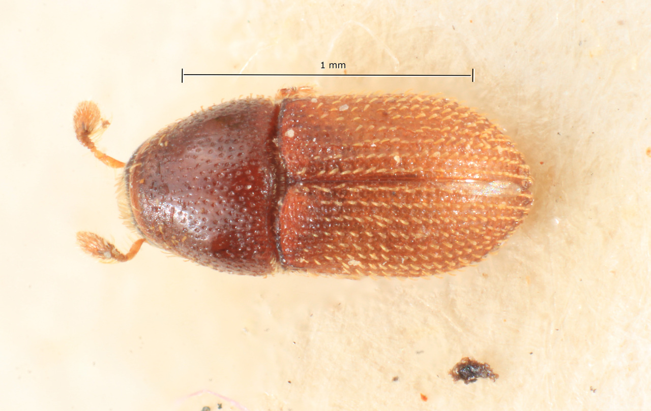 Genus / Species: Cnemonyx minor | Image Author: TH Atkinson | Location: Brazil, Paraná, Rondon | Collection: Naturhistorisches Museum Wien