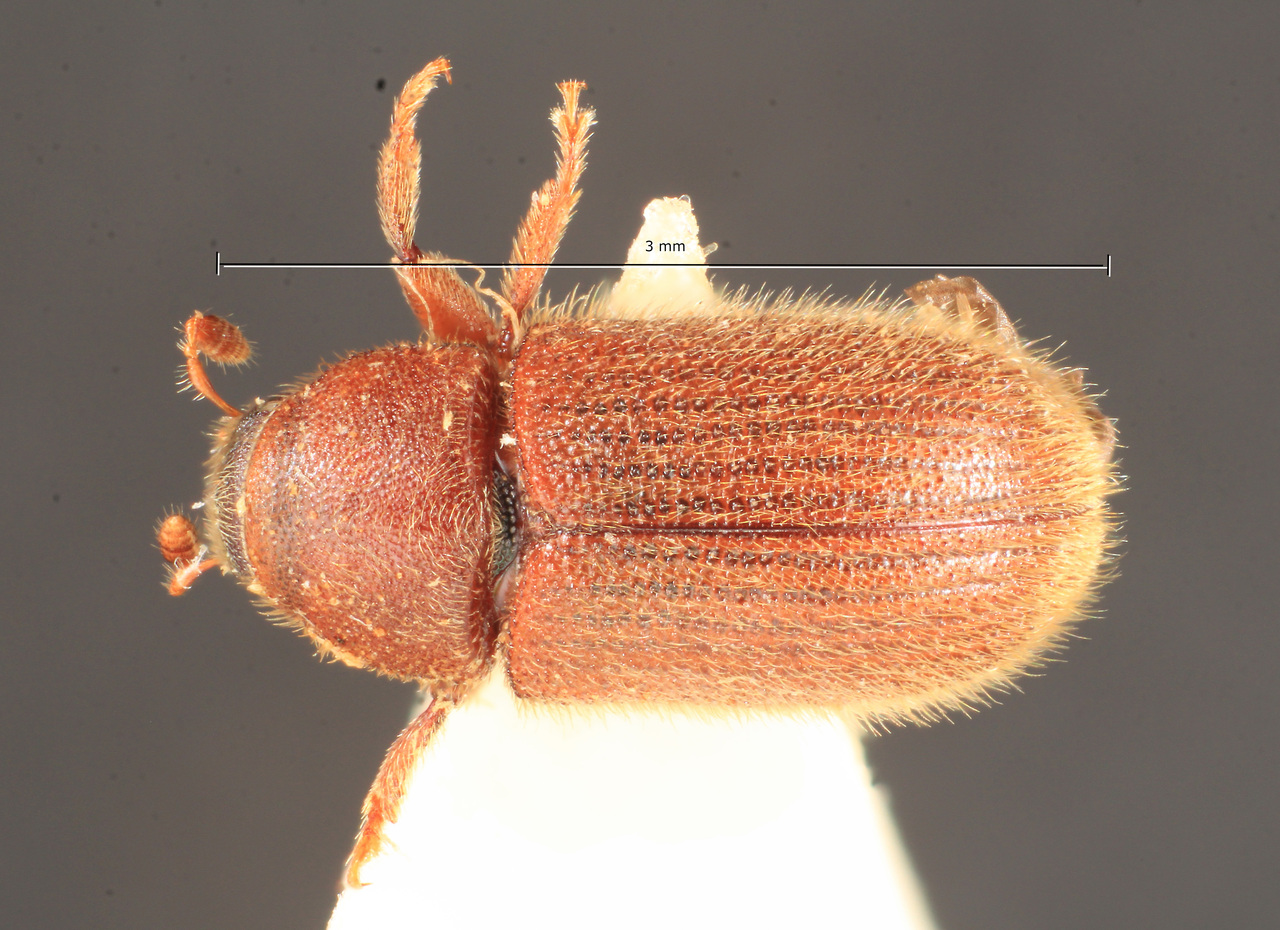 Genus / Species: Xylechinosomus hirsutus | Image Author: TH Atkinson | Location: Brazil, Santa Catarina, Nova Teutonia | Image Type: holotype | Collection: Naturhistorisches Museum Wien