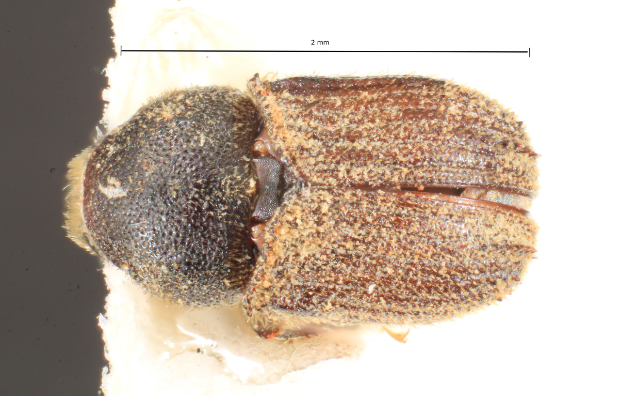 Genus / Species: Xylechinus squamiger | Image Author: TH Atkinson | Location: Argentina, Cordoba, El Sauce | Image Type: holotype | Collection: Naturhistorisches Museum Wien