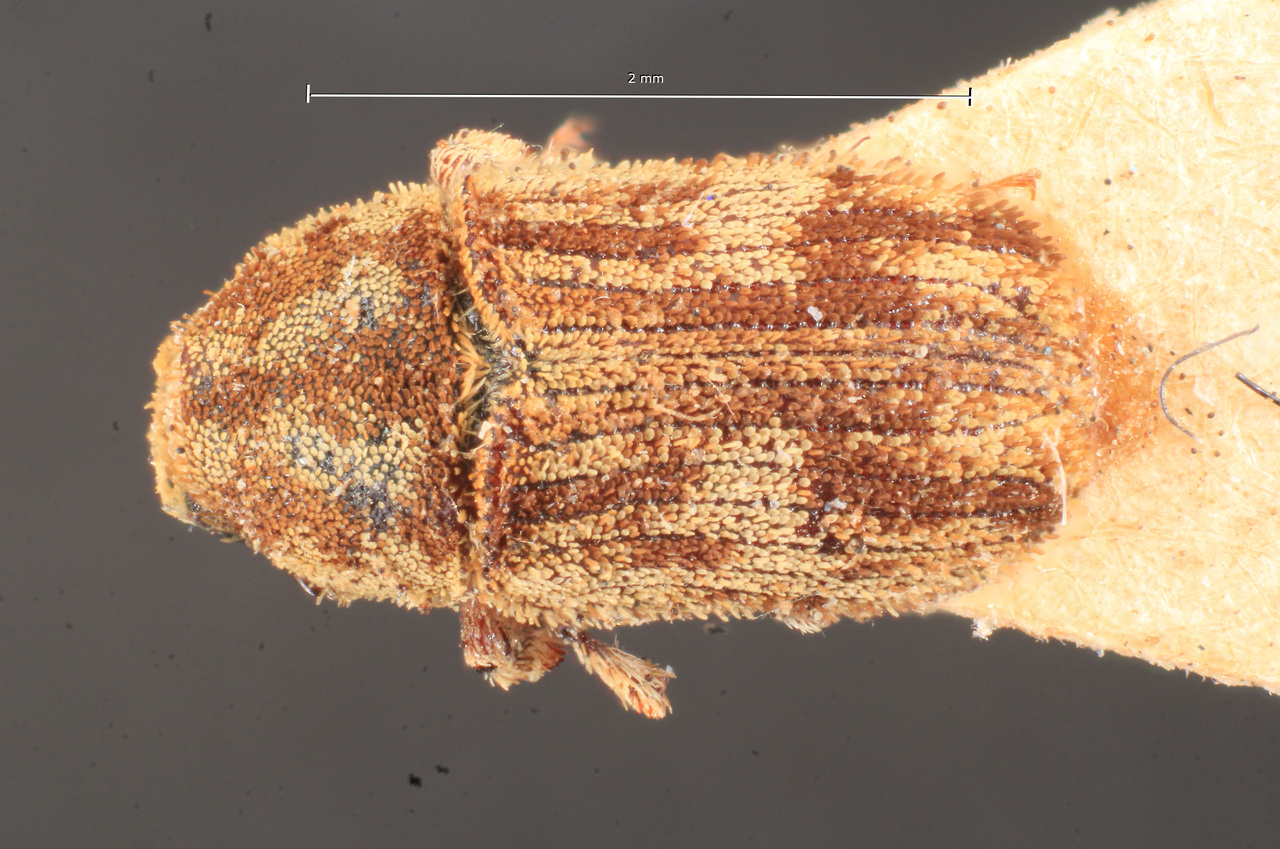 Genus / Species: Xylechinus vittatus | Image Author: TH Atkinson | Location: Chile, unknown, Chile (country / region) | Image Type: holotype | Collection: Naturhistorisches Museum Wien