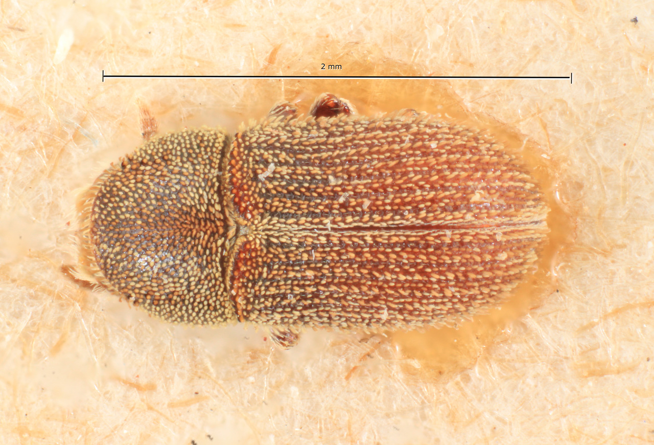Genus / Species: Xylechinus maculatus | Image Author: TH Atkinson | Location: Chile, unknown, Chile (country / region) | Image Type: holotype | Collection: Naturhistorisches Museum Wien