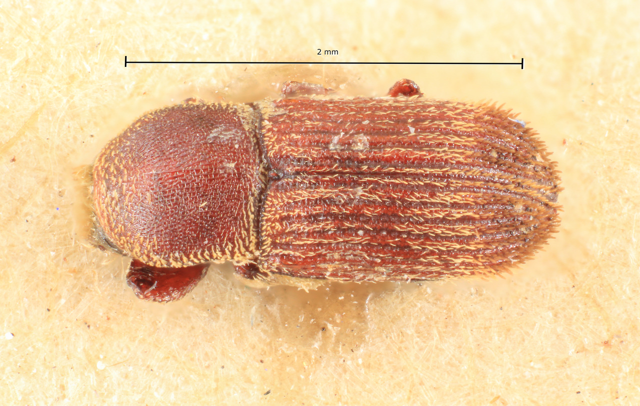 Genus / Species: Cnesinus adustus | Image Author: TH Atkinson | Location: Costa Rica, Cartago, Turrialba | Image Type: holotype | Collection: Naturhistorisches Museum Wien