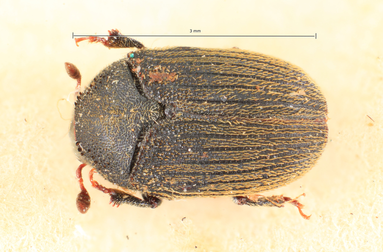Genus / Species: Dendrosinus ater | Image Author: TH Atkinson | Location: Argentina, Santa Fe, Dep. Garay Maclas | Image Type: lectotype | Collection: Naturhistorisches Museum Wien
